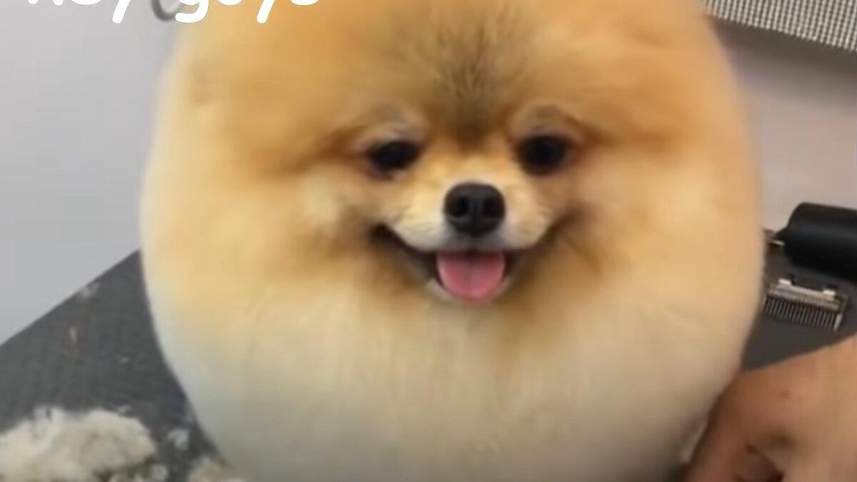 Відео про стрижку милого шпіца підкорює мережу Відео про стрижку милого шпіца підкорює мережу