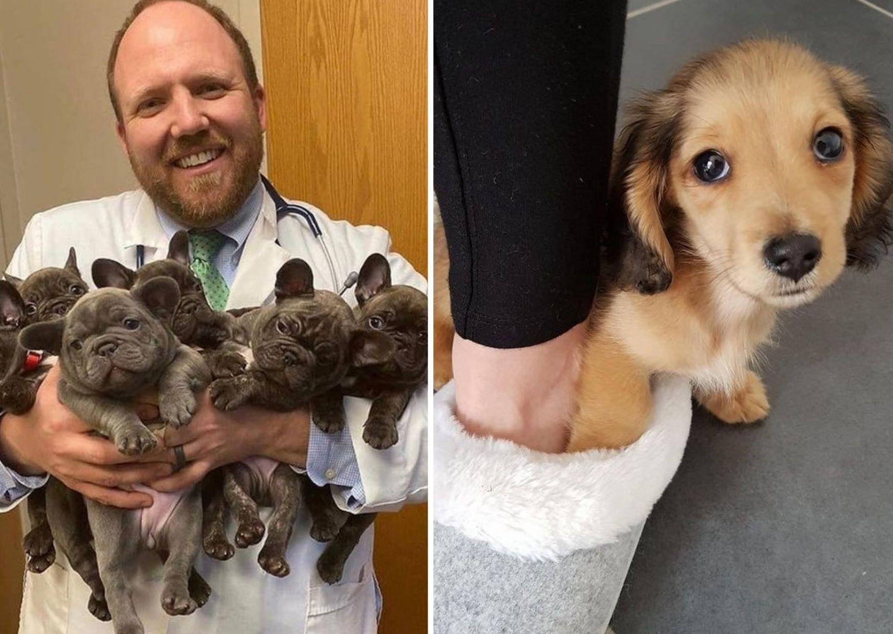 15 замечательных фото самых разных домашних любимцев 15 замечательных фото самых разных домашних любимцев