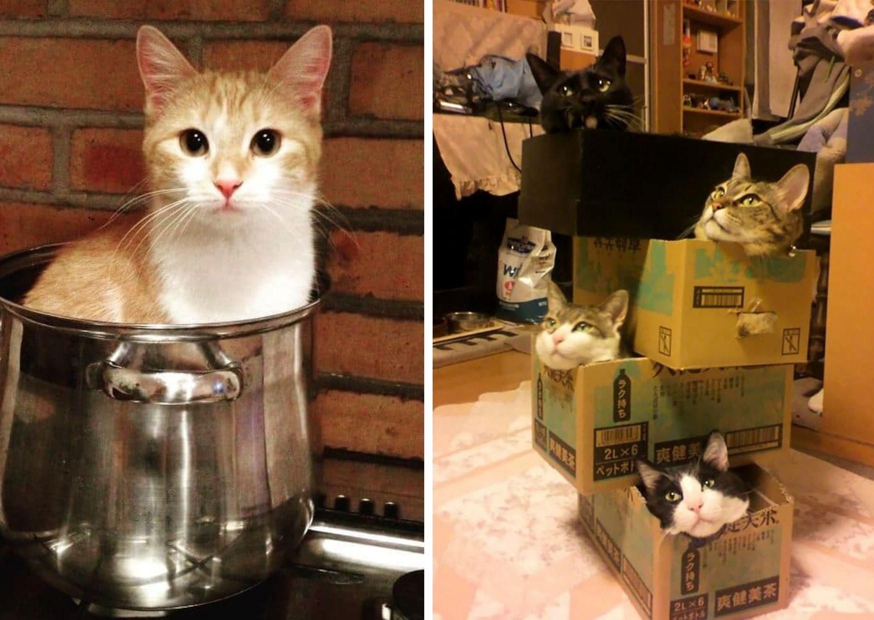 Кожна місткість має бути заповнена котиком: фото Кожна місткість має бути заповнена котиком: фото