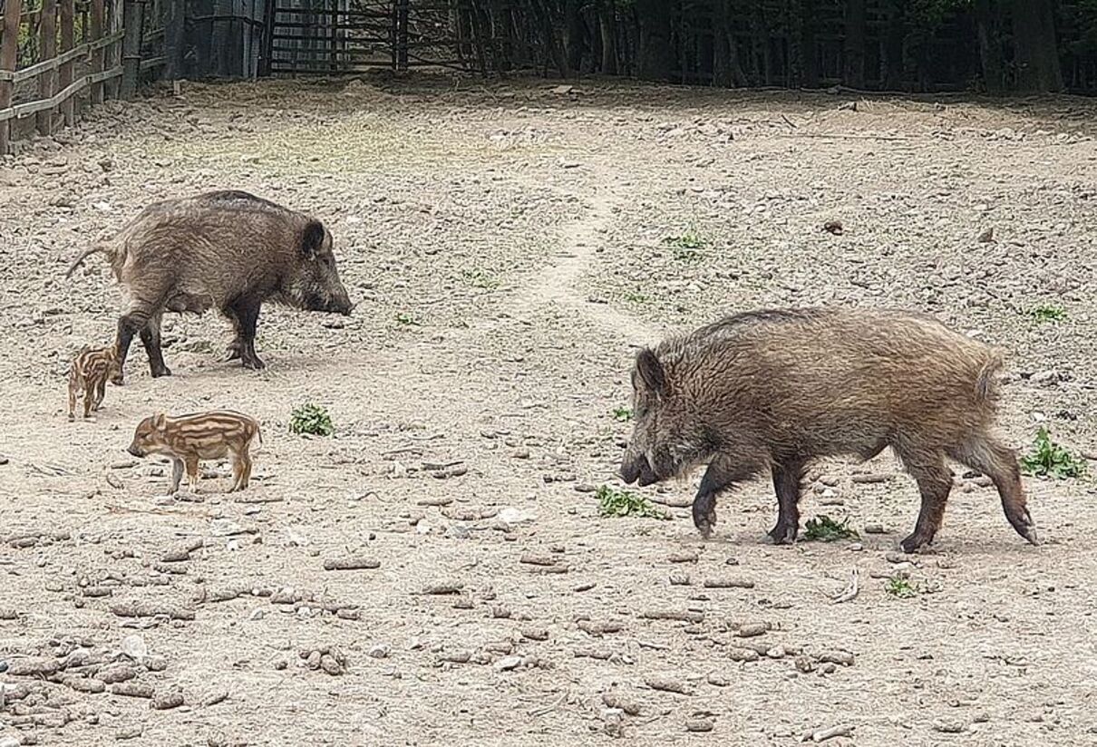 На Буковині народилися милі смугасті кабанчики: фото На Буковині народилися милі смугасті кабанчики: фото