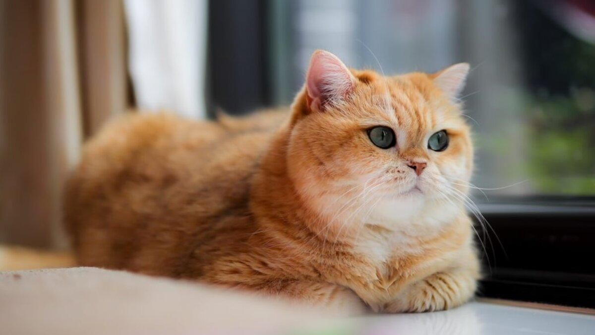 13 міфів про котів, у які треба перестати вірити