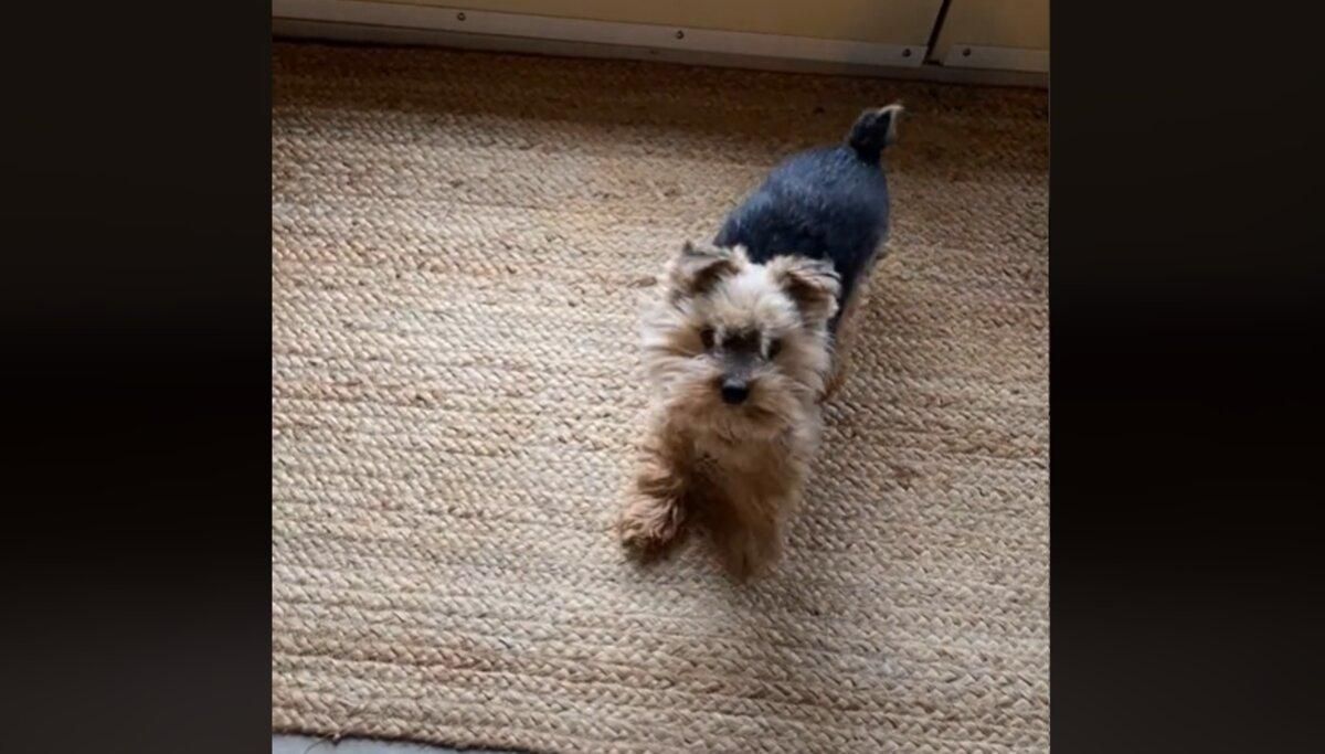 Йоркширский терьер вытирает лапки, когда заходит в дом: милое видео Йоркширский терьер вытирает лапки, когда заходит в дом: милое видео