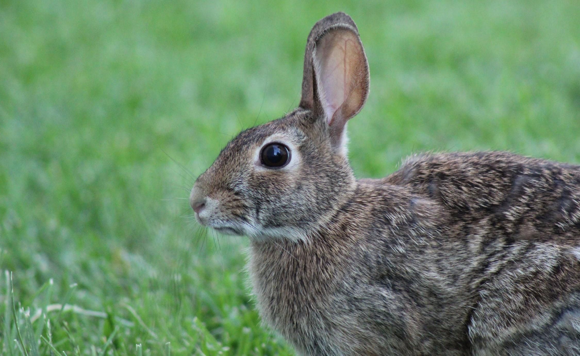 Чому не можна забирати звірят із лісу  Чому не можна забирати звірят із лісу