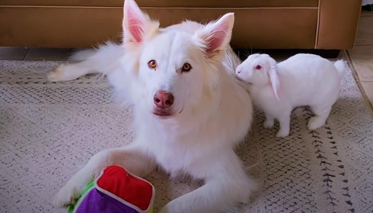 Білий пес та білий кролик стали кращими друзями: відео