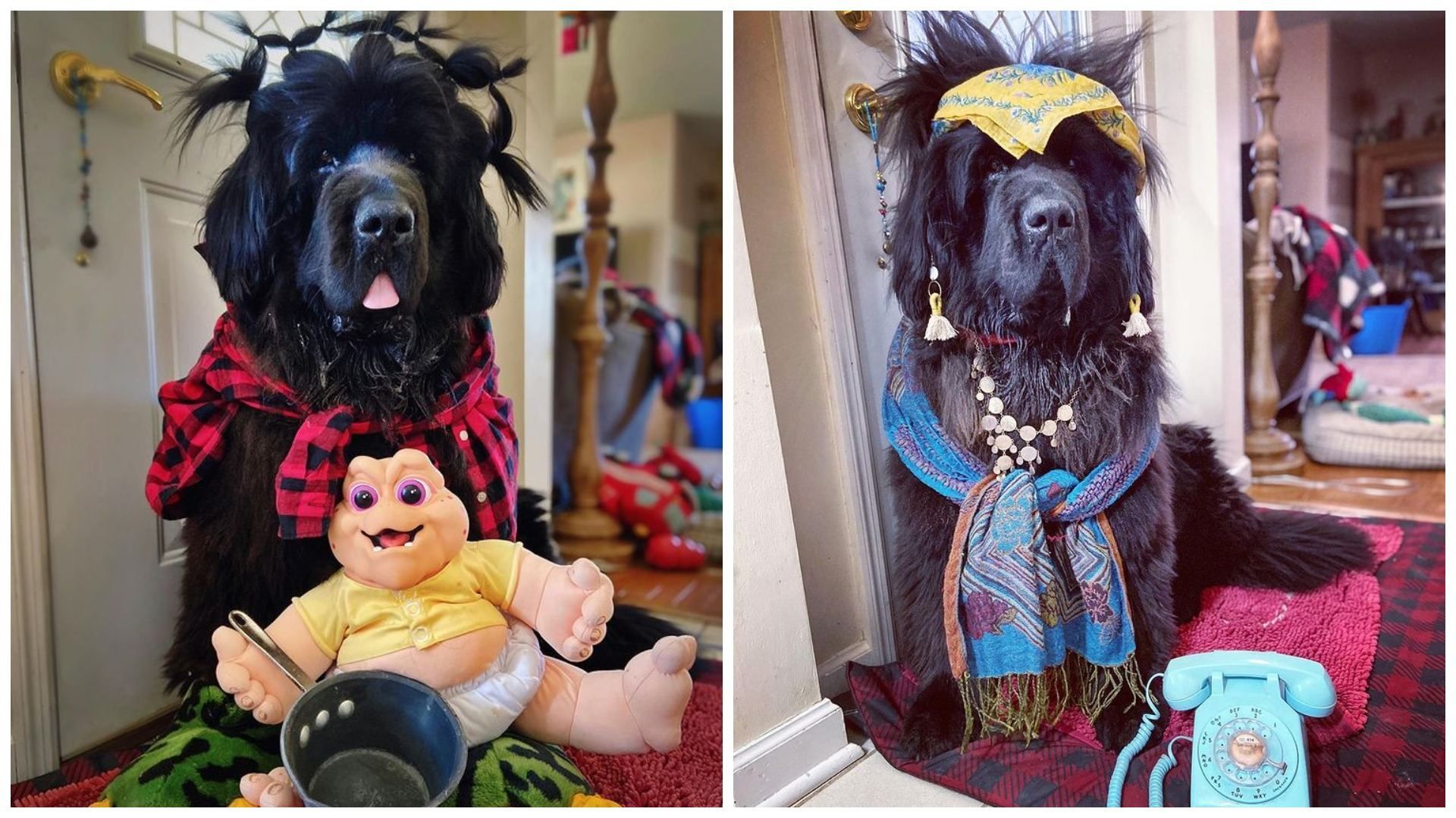 Подружжя зі США робило собаці смішні зачіски Подружжя зі США робило собаці смішні зачіски