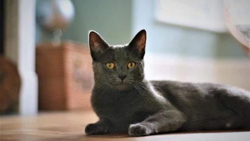 Мальтийские кошки: чем особенные и почему их легко узнать