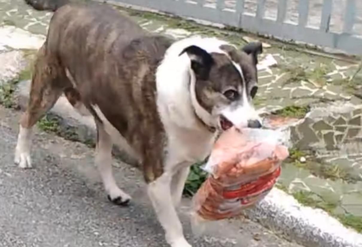 Песик поцупив з крамниці 5 кг сосисок і отримав винагороду: відео Песик поцупив з крамниці 5 кг сосисок і отримав винагороду: відео