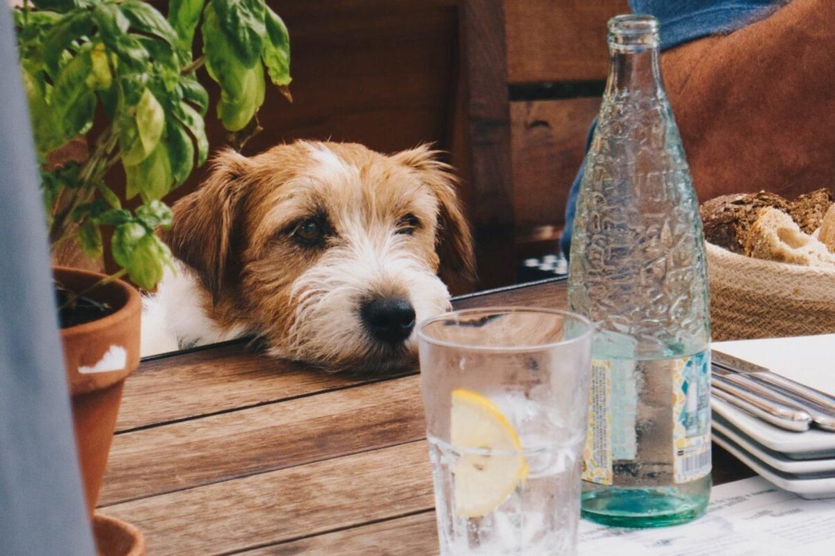 Скільки води має пити собака протягом дня