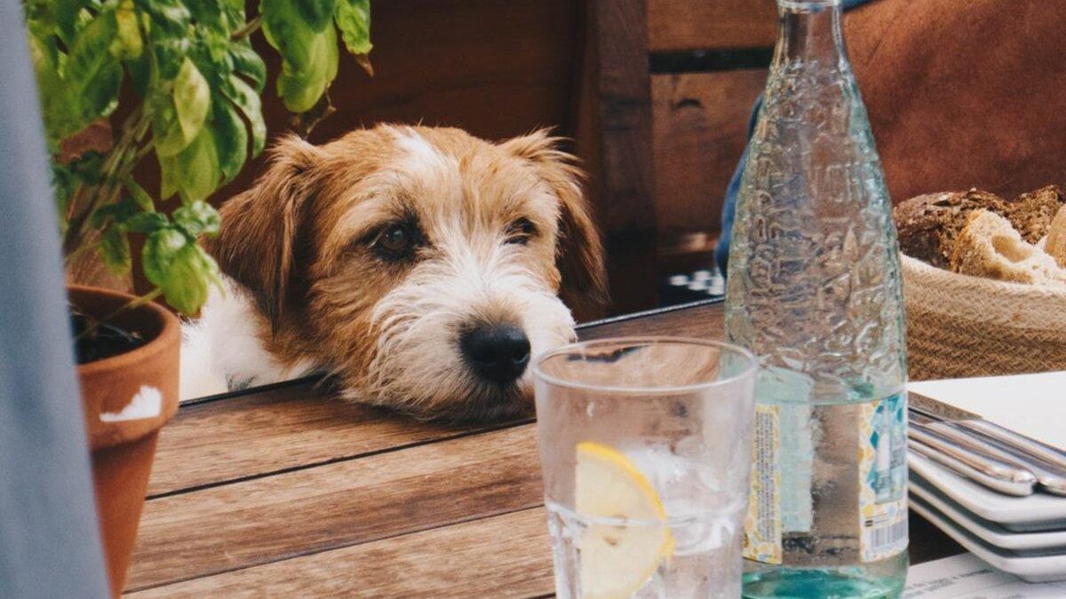 Сколько воды должна пить собака в течение дня