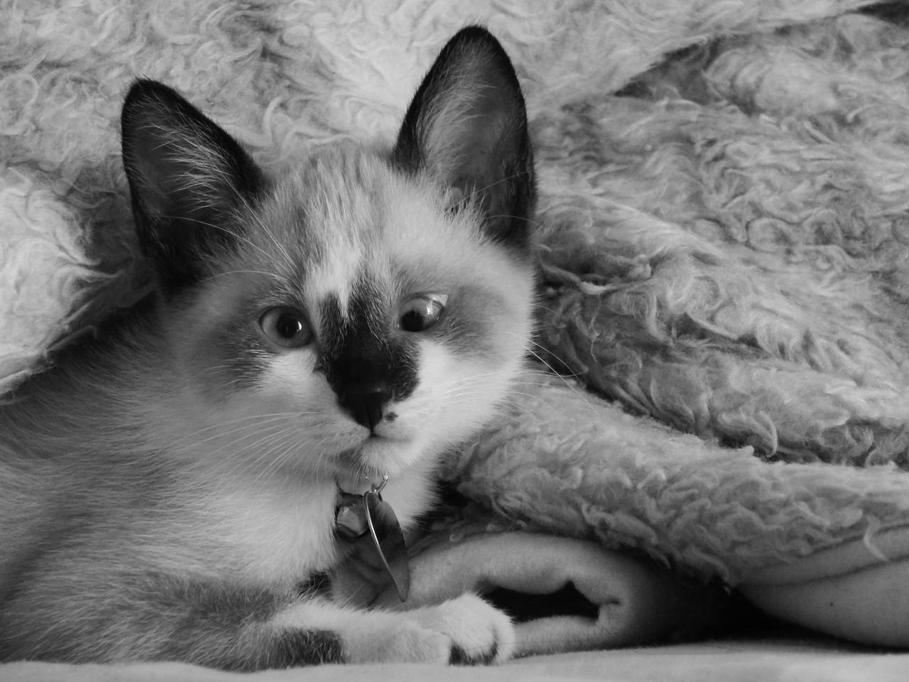 Косоокі коти: чи потрібно робити операцію Косоокі коти: чи потрібно робити операцію