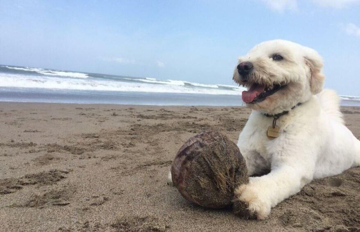 Бездомна собака стала моделлю: неймовірна історія з фото Бездомна собака стала моделлю: неймовірна історія з фото