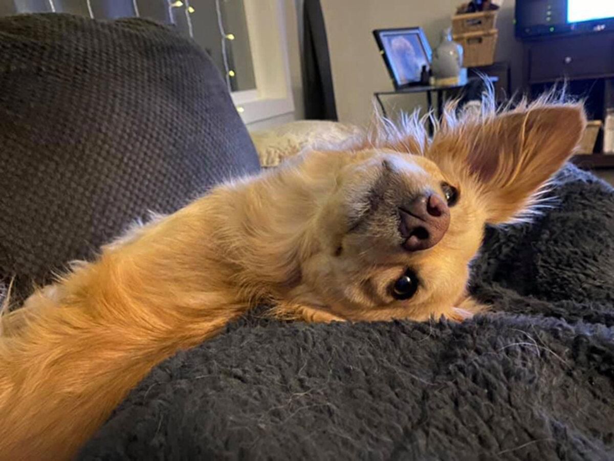 Фото собак, от которых становится очень смешно Фото собак, от которых становится очень смешно