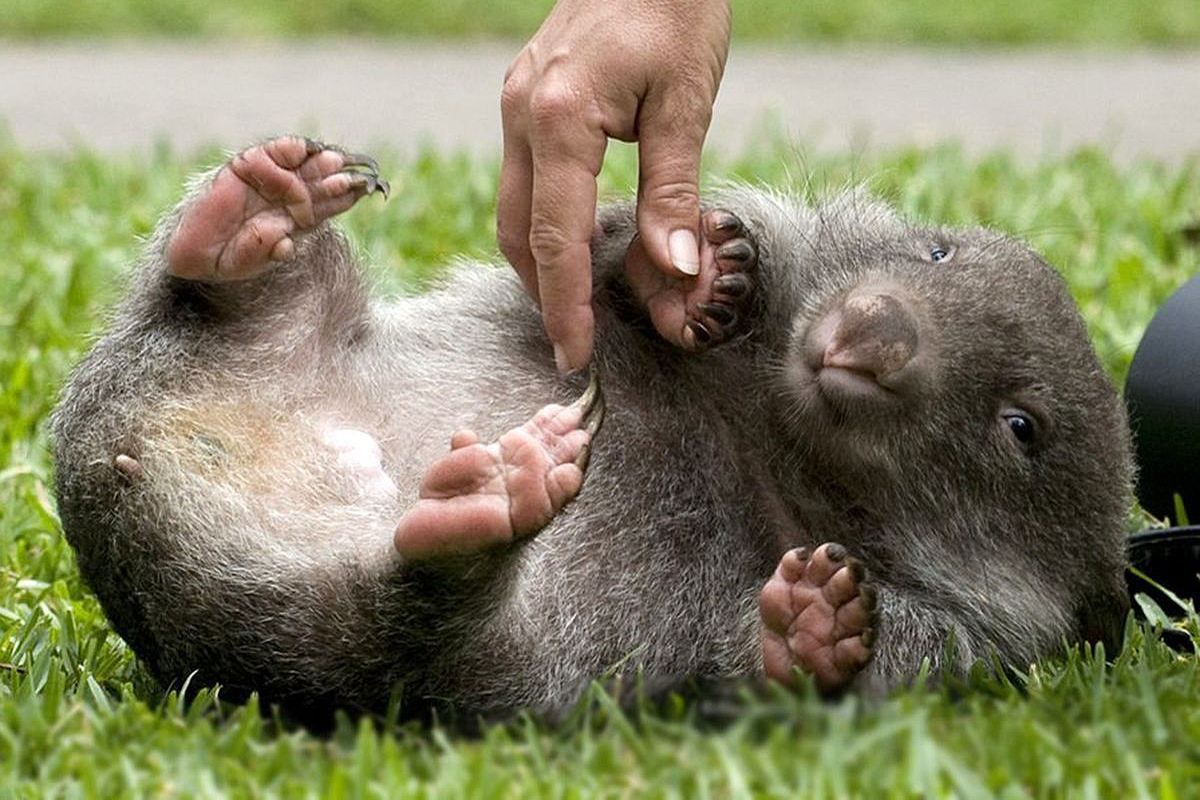 Дива природи: яка тварина має кубічні екскременти й чому Дива природи: яка тварина має кубічні екскременти й чому