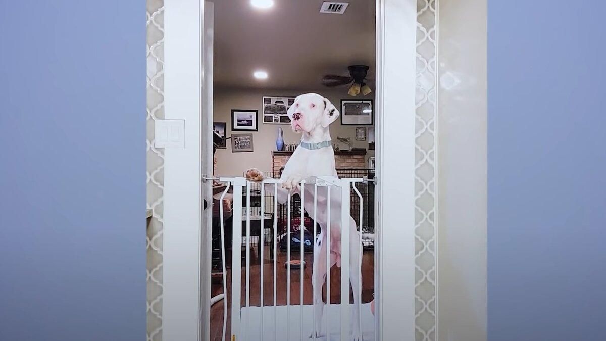 Прыгает до потолка: гигантский пес показывает мастер-класс по побегу