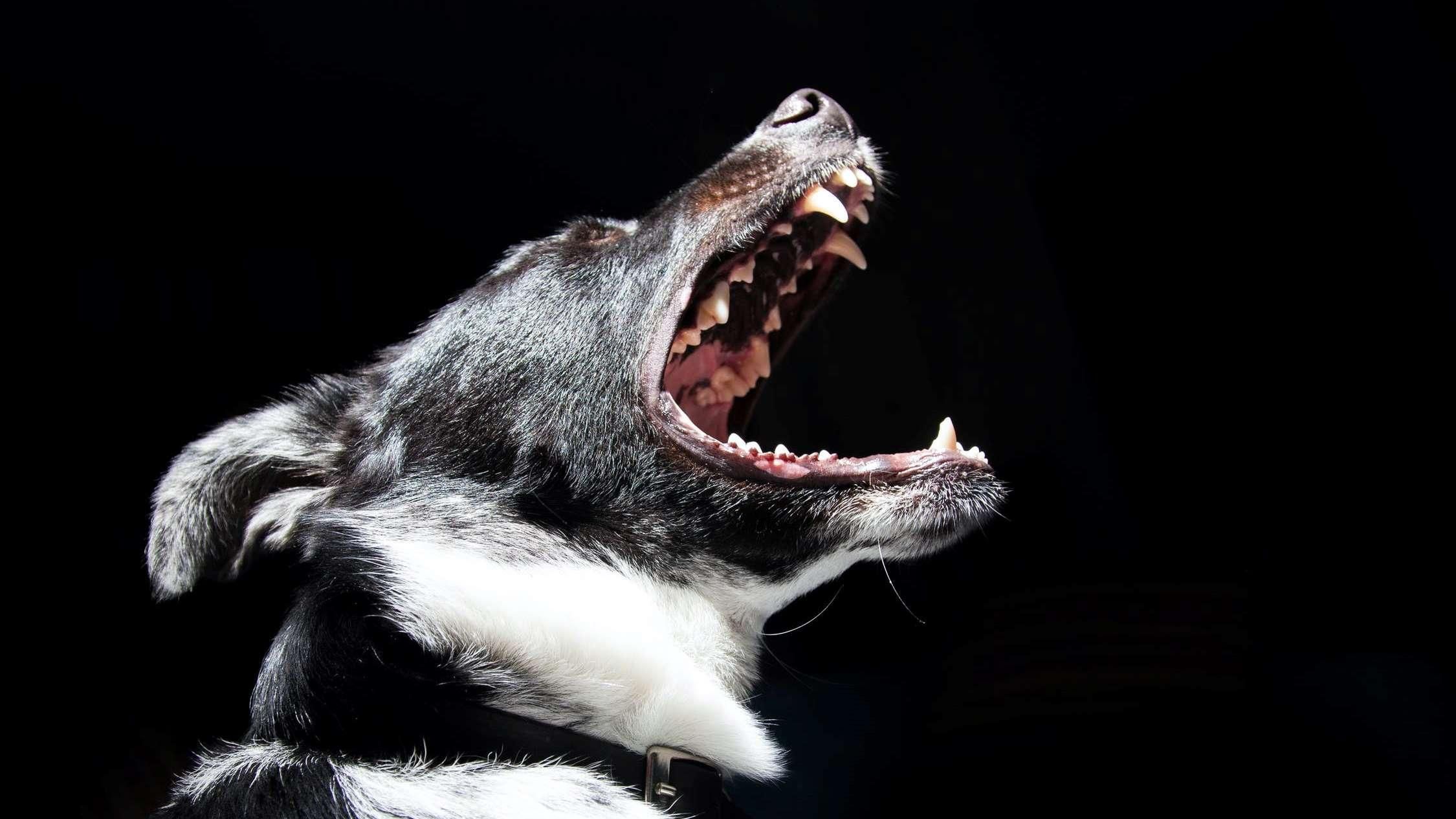 Найгучніші породи собак: ТОП 5 Найгучніші породи собак: ТОП 5