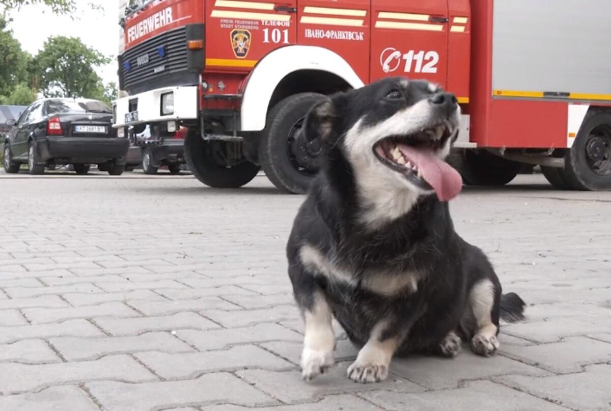 Улюблений Тушканчик франківських вогнеборців: історія собаки
