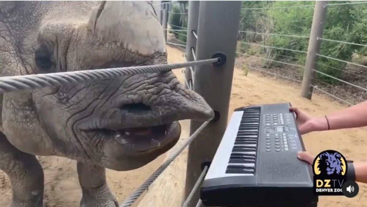 Носорог сыграл на пианино в свой День рождения