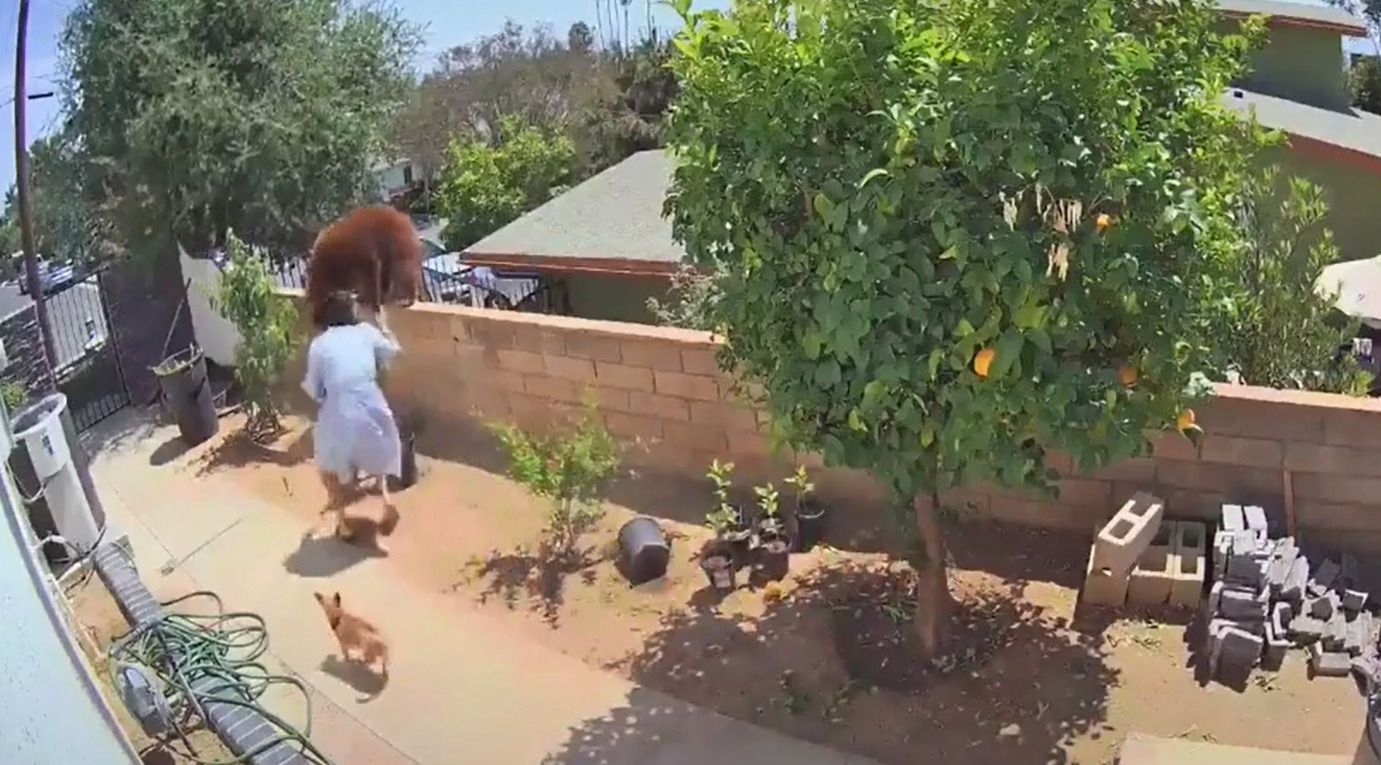 У Каліфорнії дівчина голими руками накинулася на ведмедицю: відео