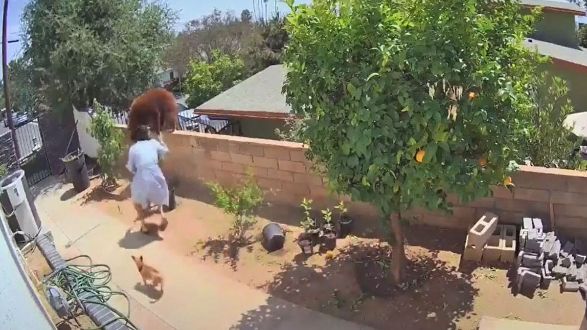 В Калифорнии девушка голыми руками набросилась на медведицу: видео