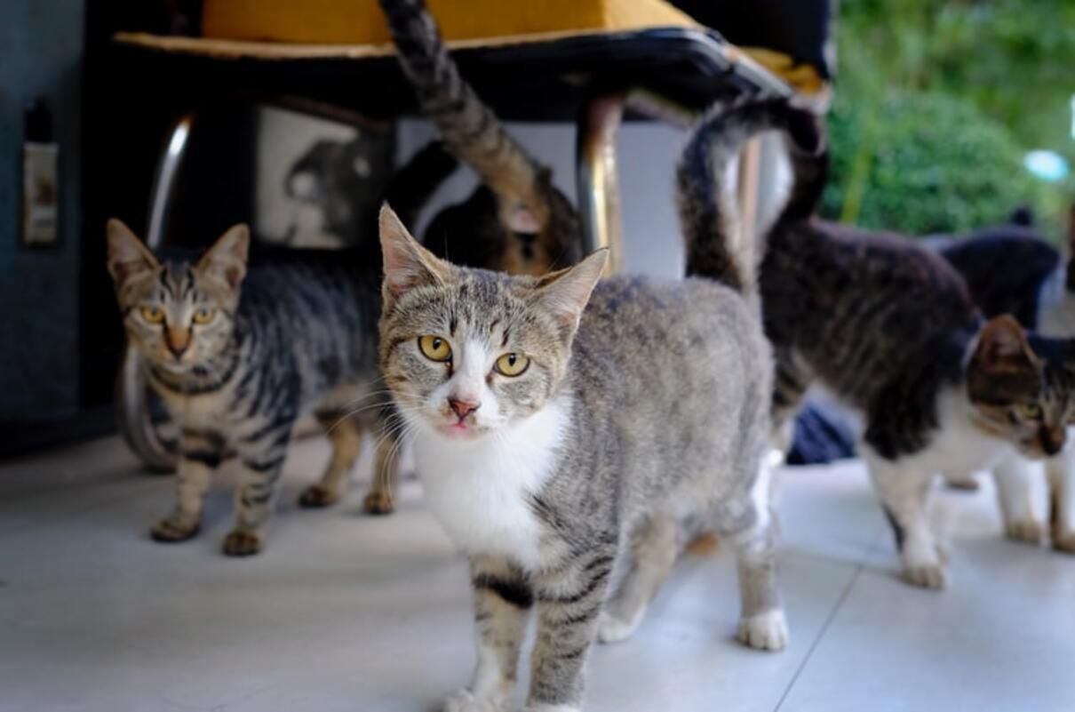 Міфи про стерилізацію котів і собак Міфи про стерилізацію котів і собак