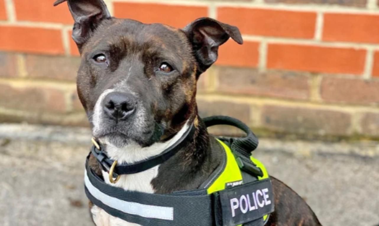 Единственная искательница бомб в Британии: история стафорда Рокси Единственная искательница бомб в Британии: история стафорда Рокси