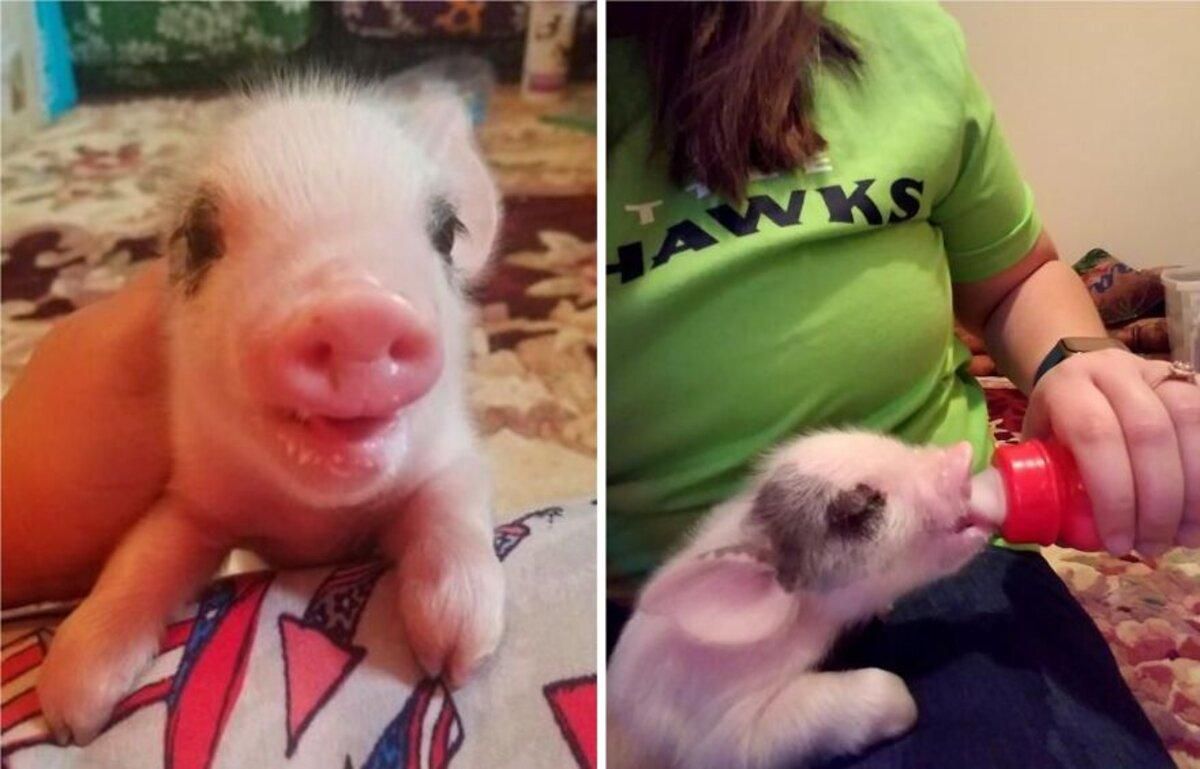 Гигантская свинья стала домашним животным