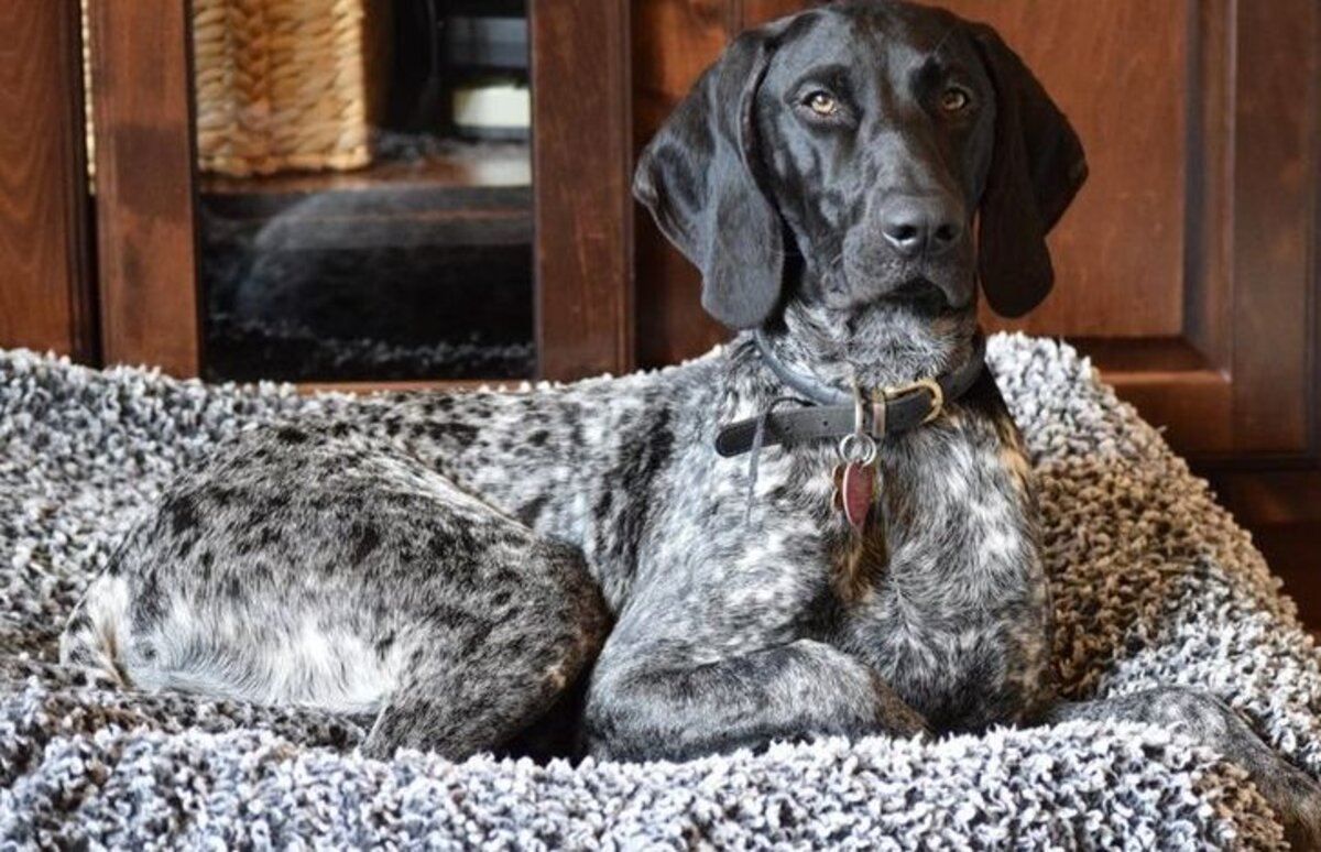 10 собак і котів, які ідеально пасують до інтер'єру: фото 10 собак і котів, які ідеально пасують до інтер'єру: фото