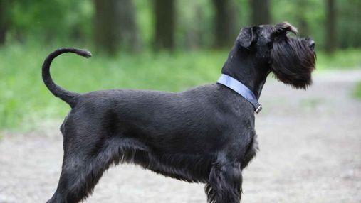Порода ризеншнауцер: элегантные и универсальные собаки с бородками
