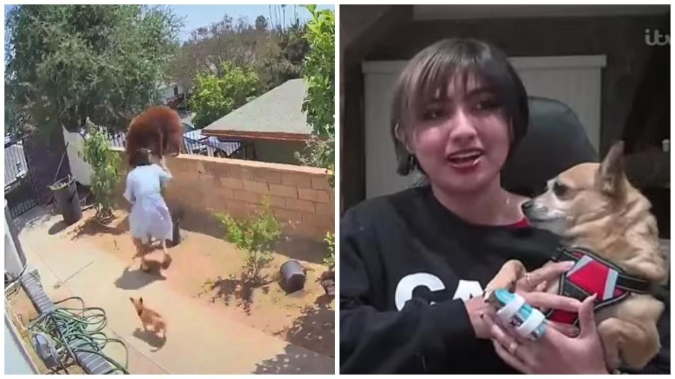 Девушка толкнула медведицу: какую травму получила Хейли, подробности Девушка толкнула медведицу: какую травму получила Хейли, подробности