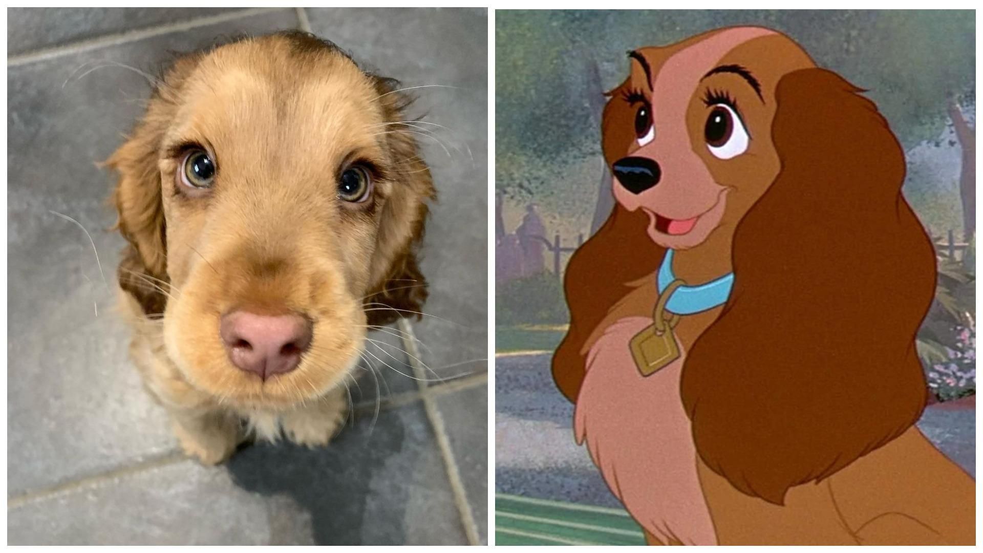 Кокер-спанієль схожий на мультяшного персонажа Діснея: фото, відео Кокер-спанієль схожий на мультяшного персонажа Діснея: фото, відео