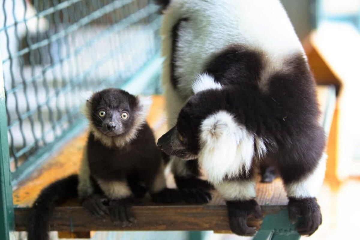 Рідкісні лемури народилися під Харковом: як вони виглядають Рідкісні лемури народилися під Харковом: як вони виглядають