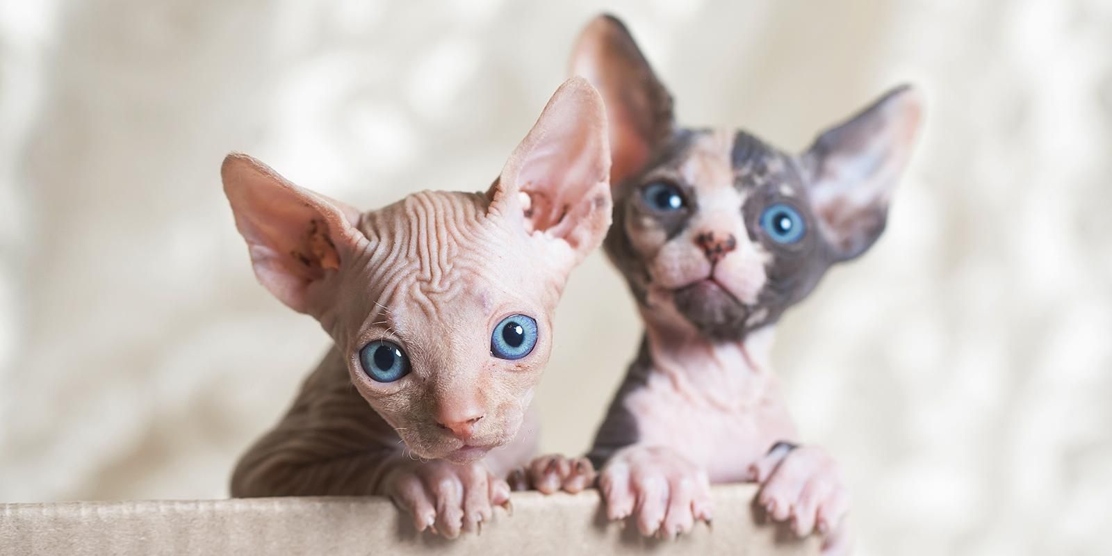 5 порід котів, які мають справді великі вуха