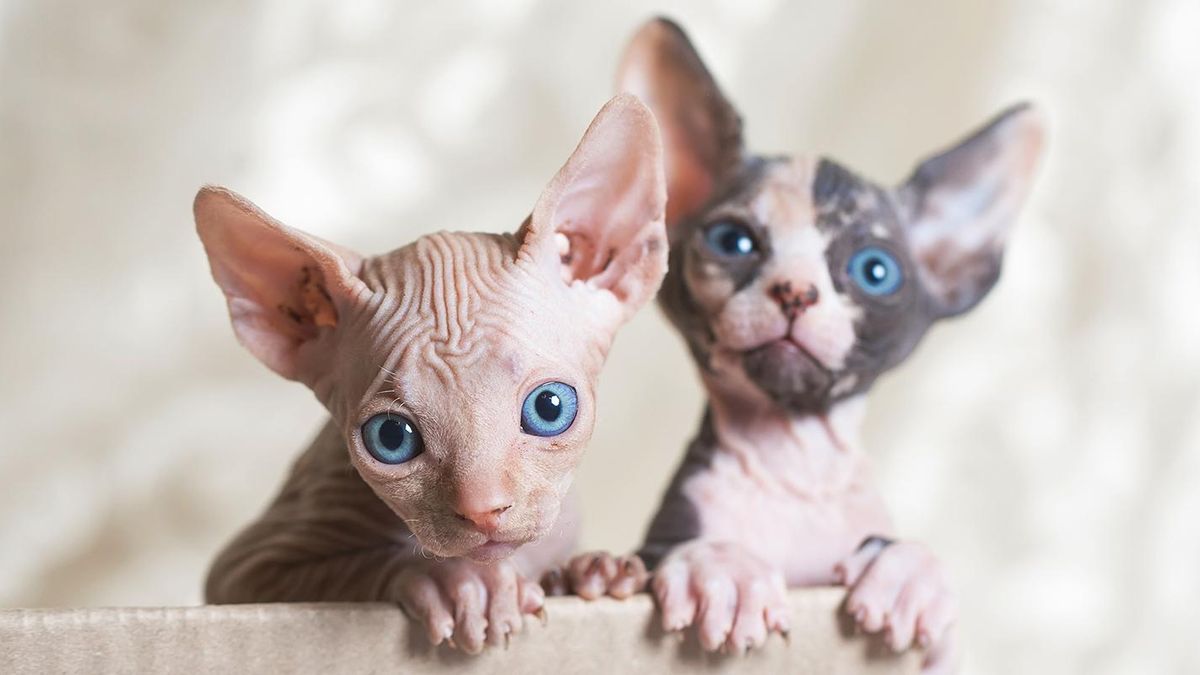 5 пород кошек, у которых действительно большие уши