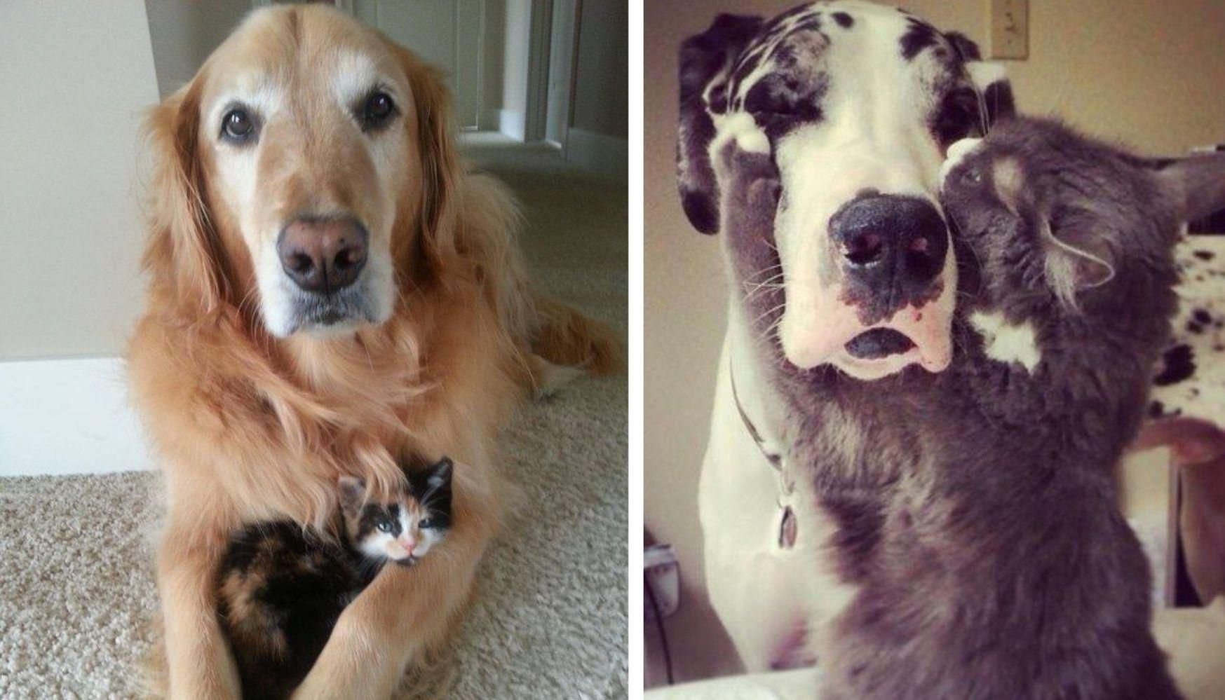 Руйнівники міфу: фото котів та собак, які обожнюють одне одного