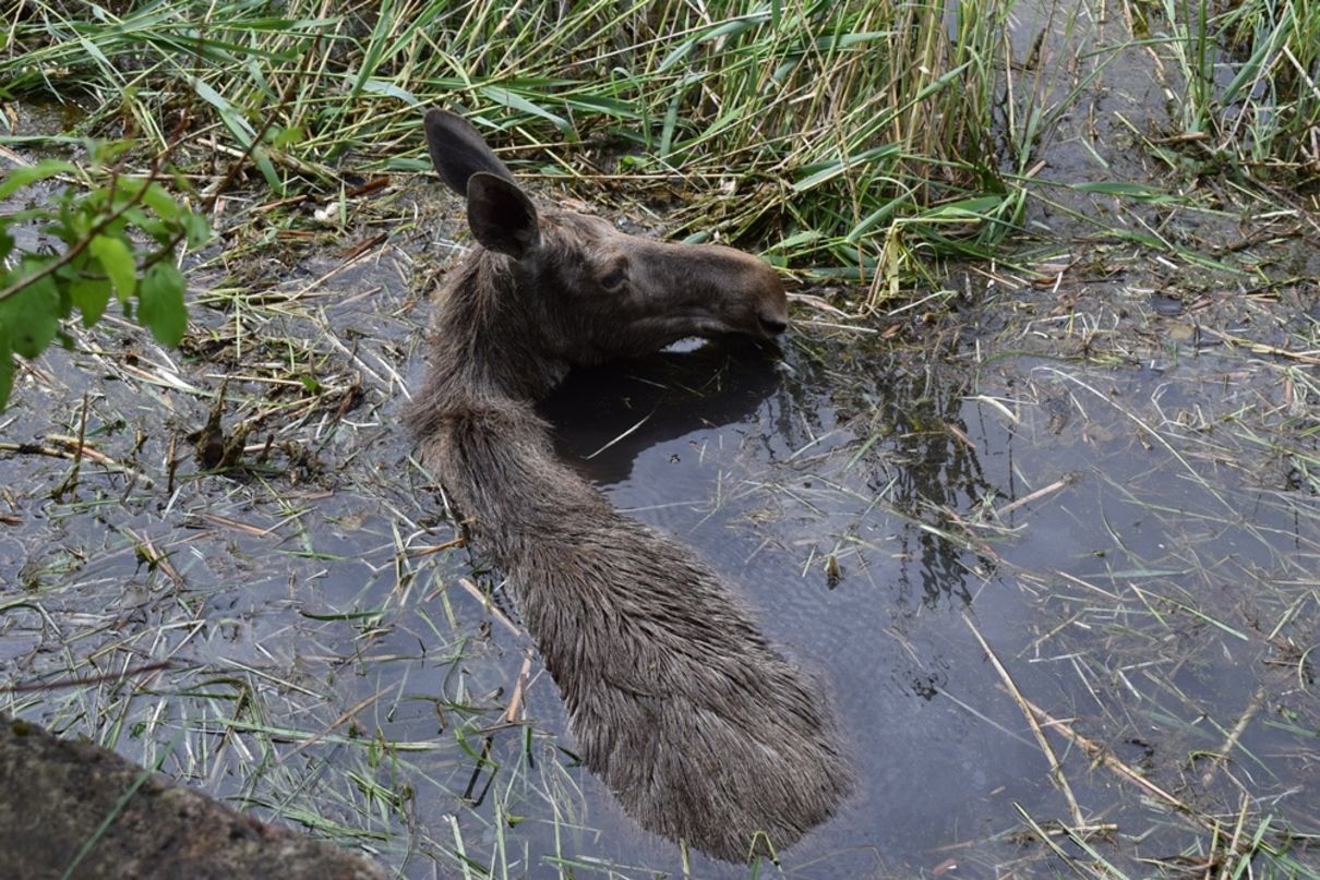 В Ровенской области с очистного сооружения спасли краснокнижную лосиху