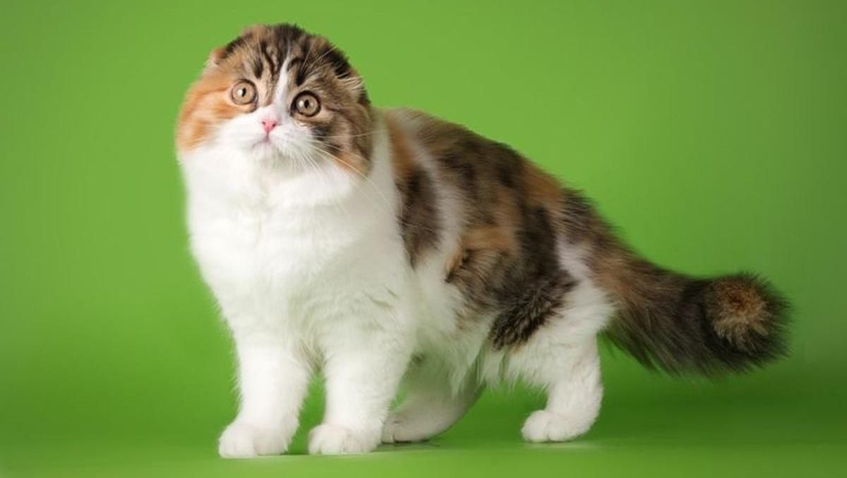 Порода котів хайленд-фолд: опис та фото