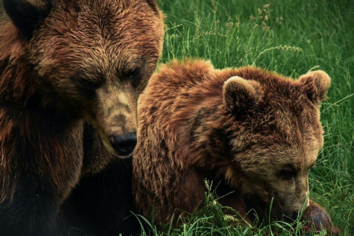 Ведмеді Укрзалізниці мігрують за кордон