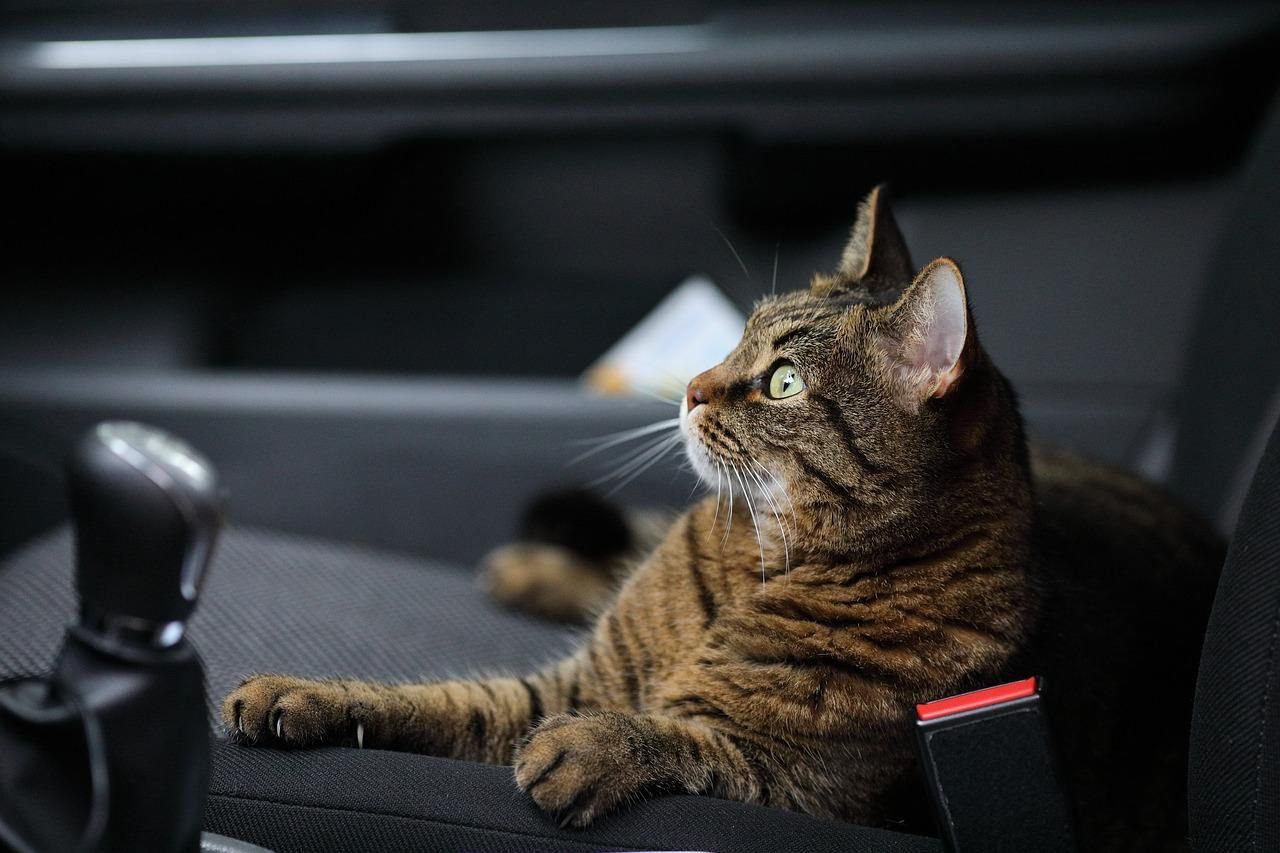 Чому кота захитує в авто і які симптоми