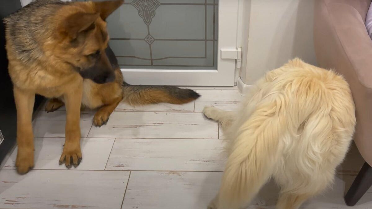 Что делает ретривер, когда ему скучно: смешное видео с песиками Что делает ретривер, когда ему скучно: смешное видео с песиками