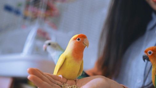 11 вещей, которые поймут только владельцы попугаев