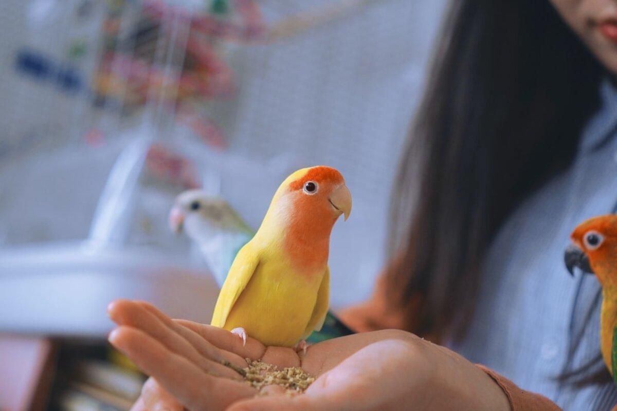 11 вещей, которые поймут только владельцы попугаев