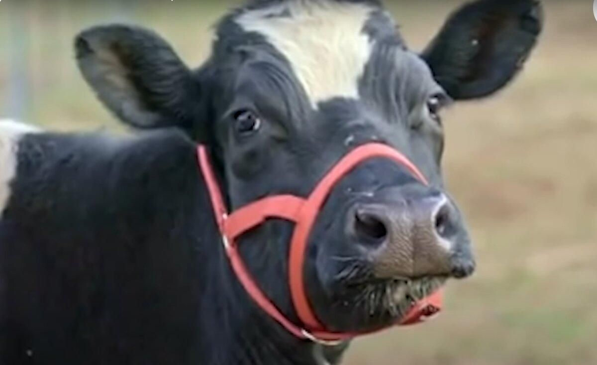 Спасенной корове вернули ее теленка: трогательное видео встречи