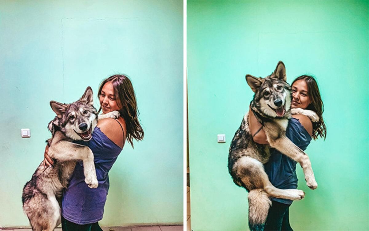 Женщина забрала домой волка: безопасно ли жить с таким  любимцем