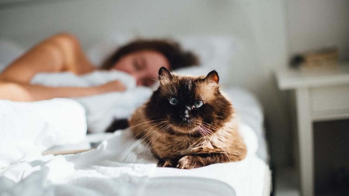 5 видов взаимоотношений кошек с владельцами: узнайте, какие у вас