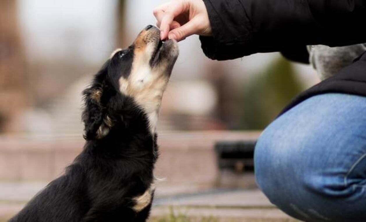 Як дати собаці пігулку: способи нагодувати пса ліками