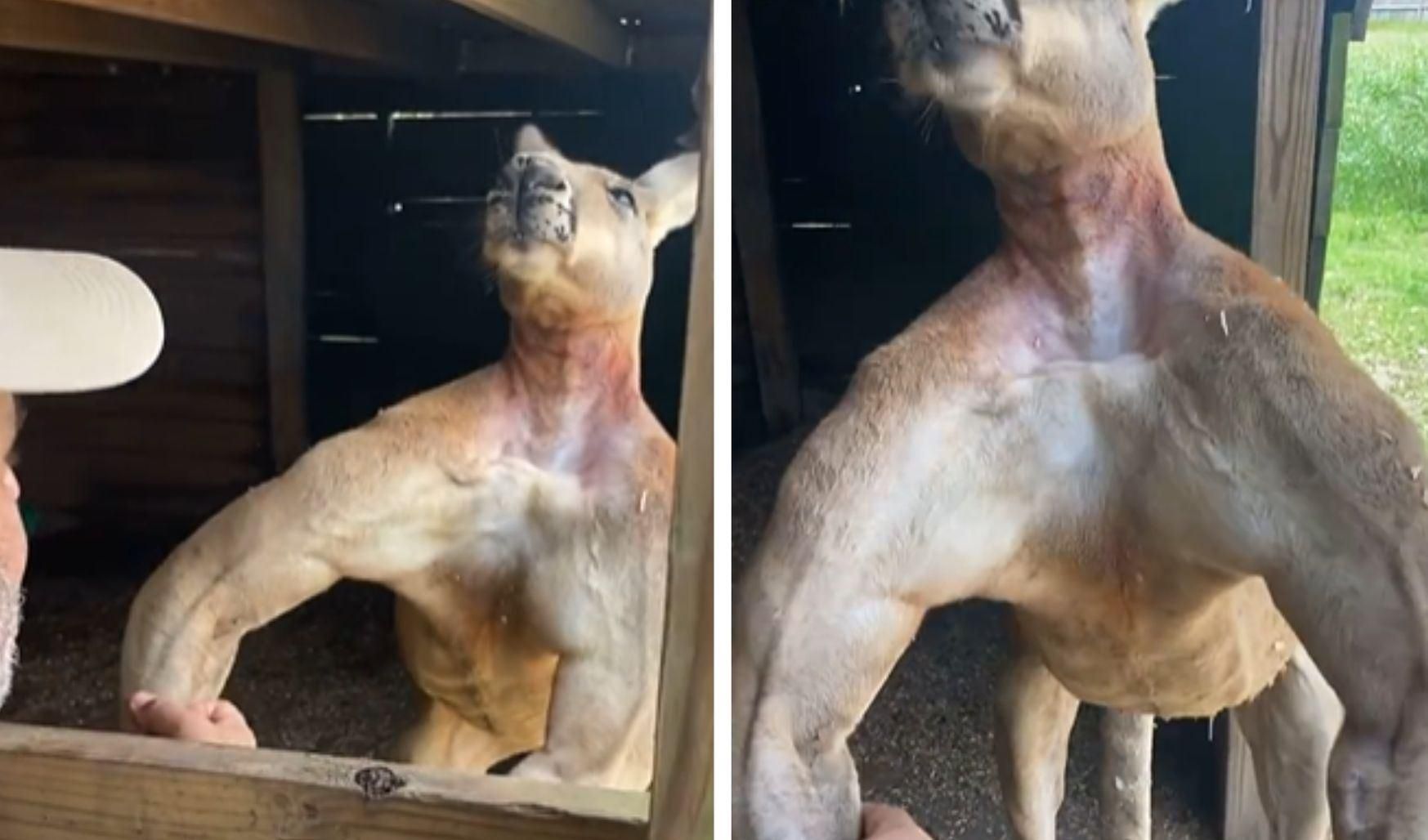 Спортивний кенгуру змушує людей віджиматися: вірусне відео Спортивний кенгуру змушує людей віджиматися: вірусне відео