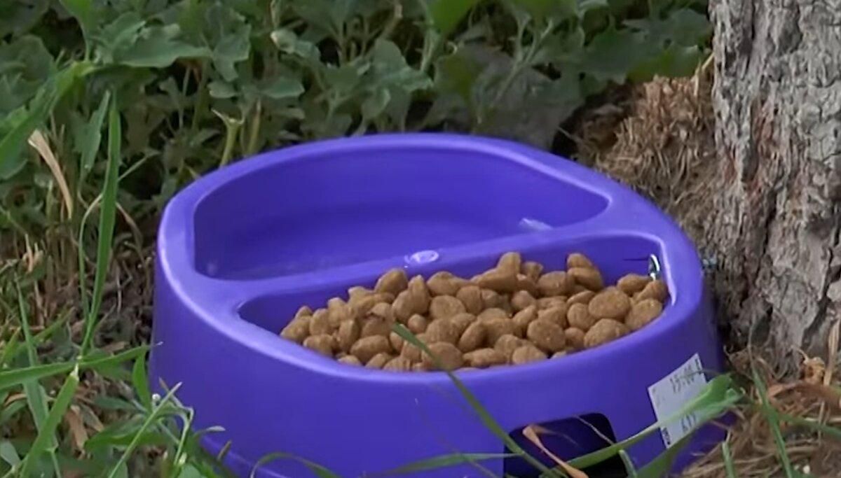 На Луганщині встановили годівнички для собак На Луганщині встановили годівнички для собак