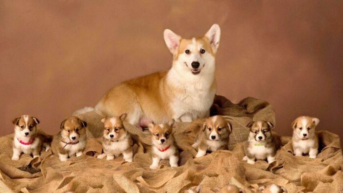 Смешные фото щенков и собак: милая подборка