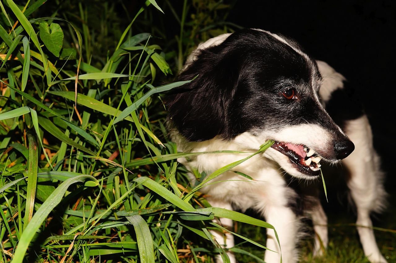 Чому собаки їдять траву: на які хвороби вказує поїдання трави