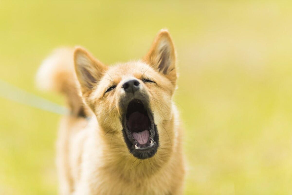 Чому собаки гавкають: основні причини